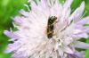 Osmia spinulosa